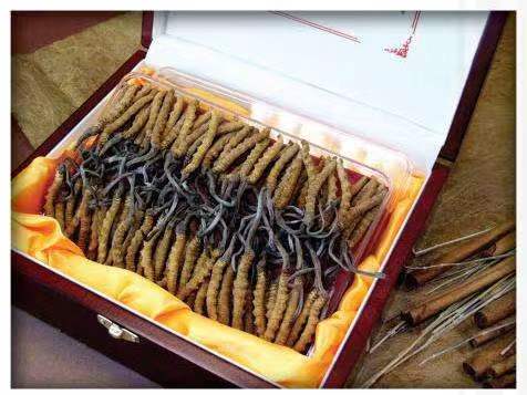 和田市冬虫夏草回收